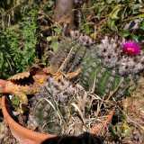 ...e di fianco a noi ci saluta un cactus con un fiore viola sulla cima, mosso un po� dal vento. Lo guardiamo e speriamo che mai nessuna ruspa possa spazzarlo via